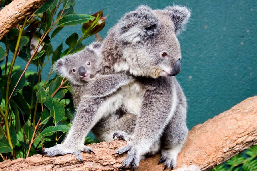 Breakfast with Koalas at WILD LIFE Zoo Darling Harbour - Why the early hour makes a difference