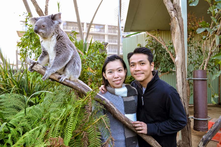 Breakfast with Koalas at WILD LIFE Zoo Darling Harbour - Watching the koalas feed