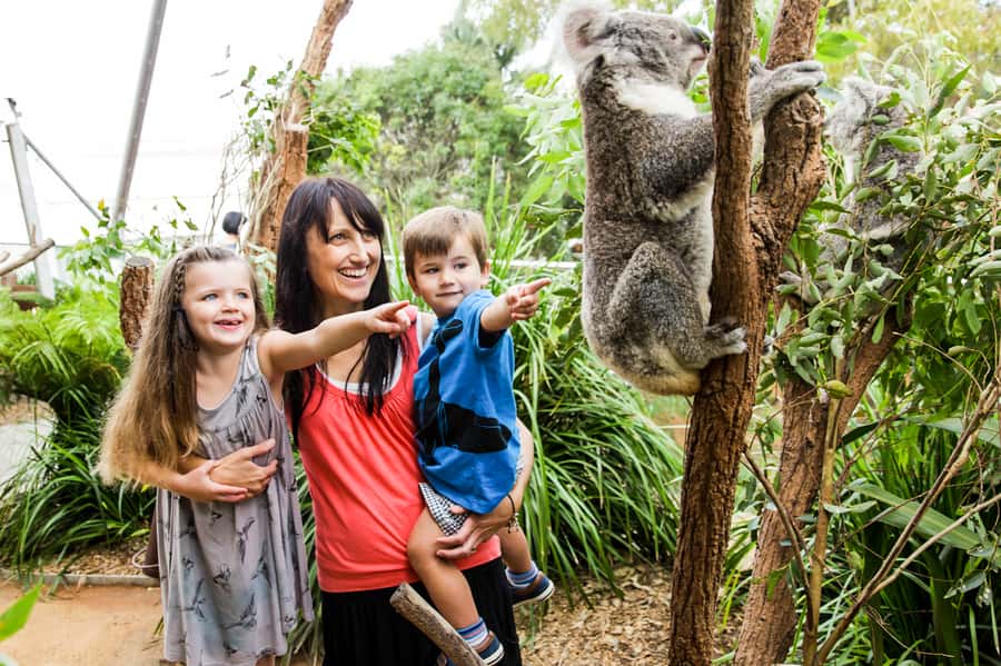 Breakfast with Koalas at WILD LIFE Zoo Darling Harbour - The included koala photo