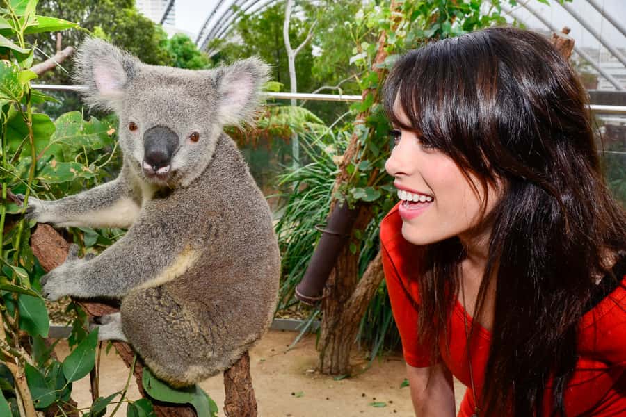Breakfast with Koalas at WILD LIFE Zoo Darling Harbour - How to plan the morning