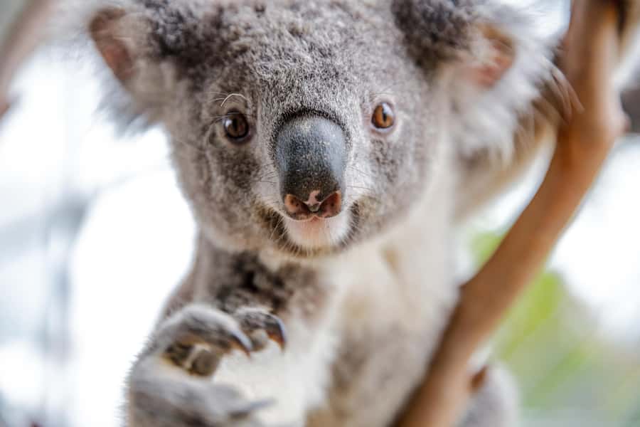Breakfast with Koalas at WILD LIFE Zoo Darling Harbour - Who will enjoy it most
