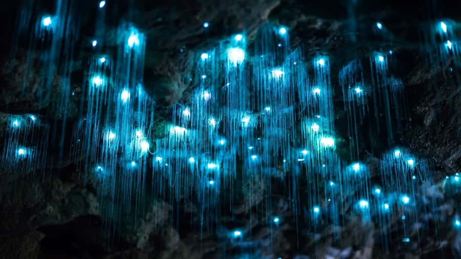 Brisbane: Daytime Glow Worm Caves Hop-on Hop-off Bus Tour - Glow Worm Caves, the morning’s main stop