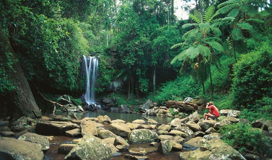 Brisbane: Hop on Hop off Bus to Tamborine Mountain - The drivers make the system work