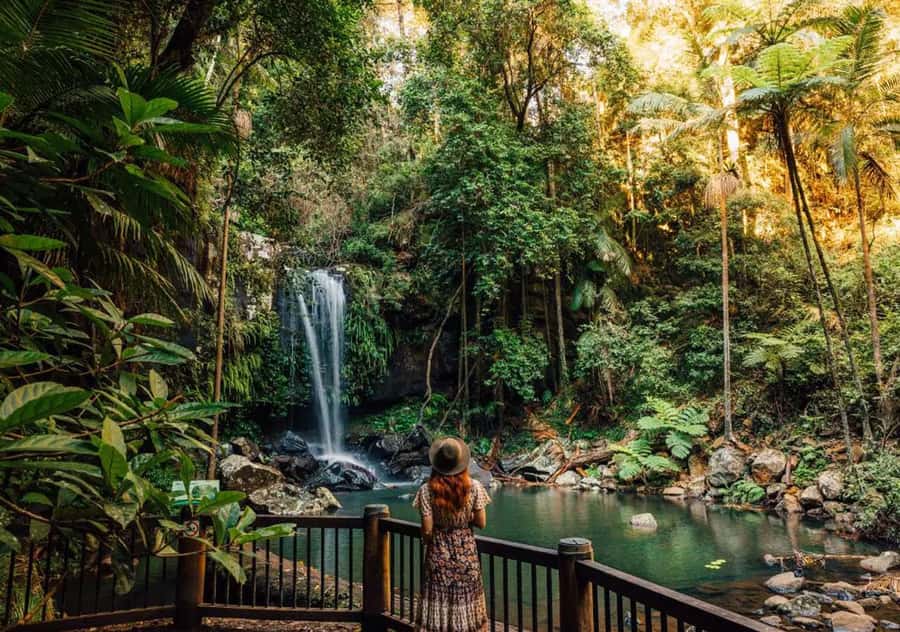 Brisbane: Hop on Hop off Bus to Tamborine Mountain - Choosing between the Green Line and Red Line