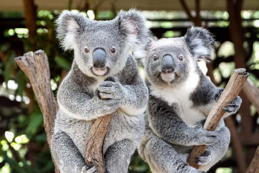 Brisbane: Lone Pine Koala Sanctuary Day Pass - Meeting koalas at Brisbane’s oldest sanctuary