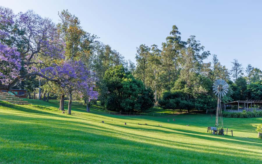 Brisbane: Lone Pine Koala Sanctuary Day Pass - What the $41 day pass really includes