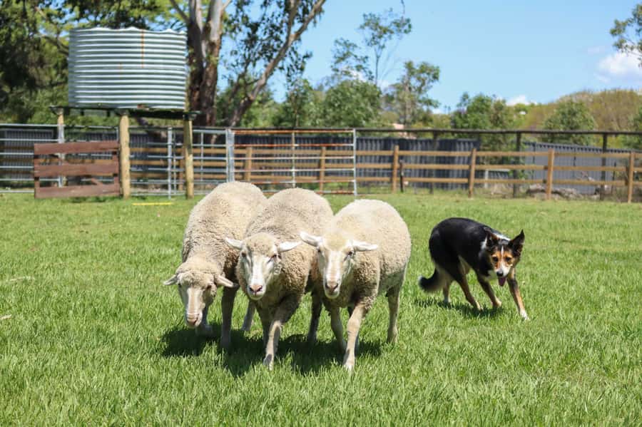 Brisbane: Lone Pine Koala Sanctuary Day Pass - Comfort, weather, and access