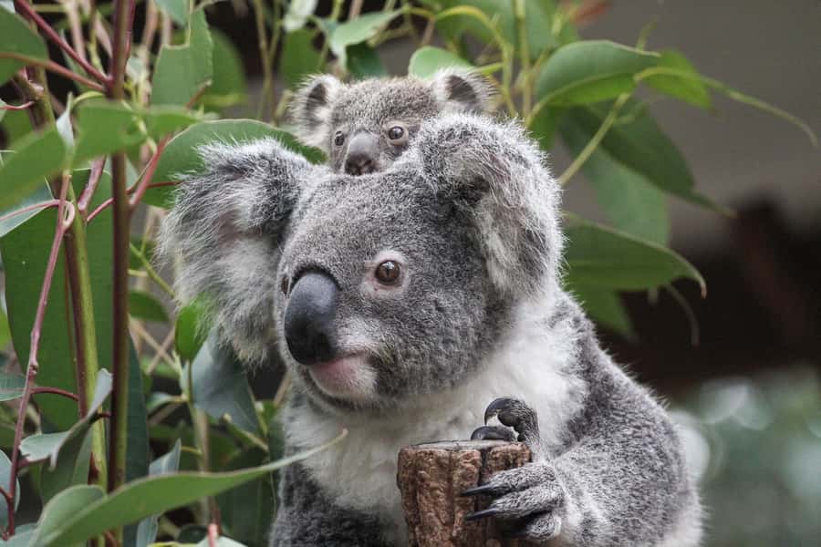 Brisbane: Lone Pine Koala Sanctuary Day Pass - The Kangaroo Reserve is the day’s most hands-on stop
