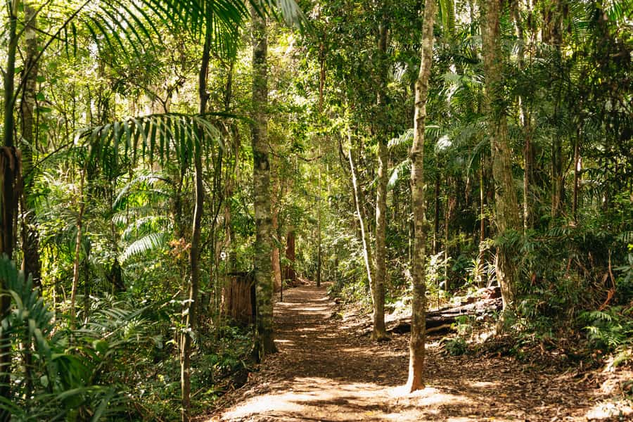 Brisbane: Rainforests, Waterfalls and Glow Worm Cave Tour - At a glance