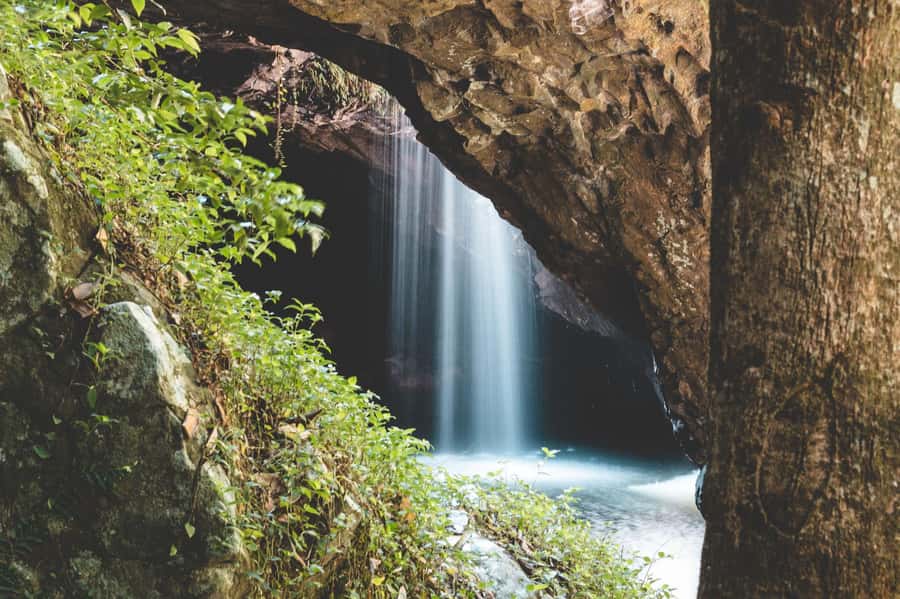 Brisbane: Rainforests, Waterfalls and Glow Worm Cave Tour - Curtis Falls and the first rainforest walk