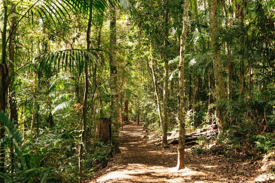 Brisbane: Rainforests, Waterfalls and Glow Worm Cave Tour - Cedar Creek Glow Worm Caves explained
