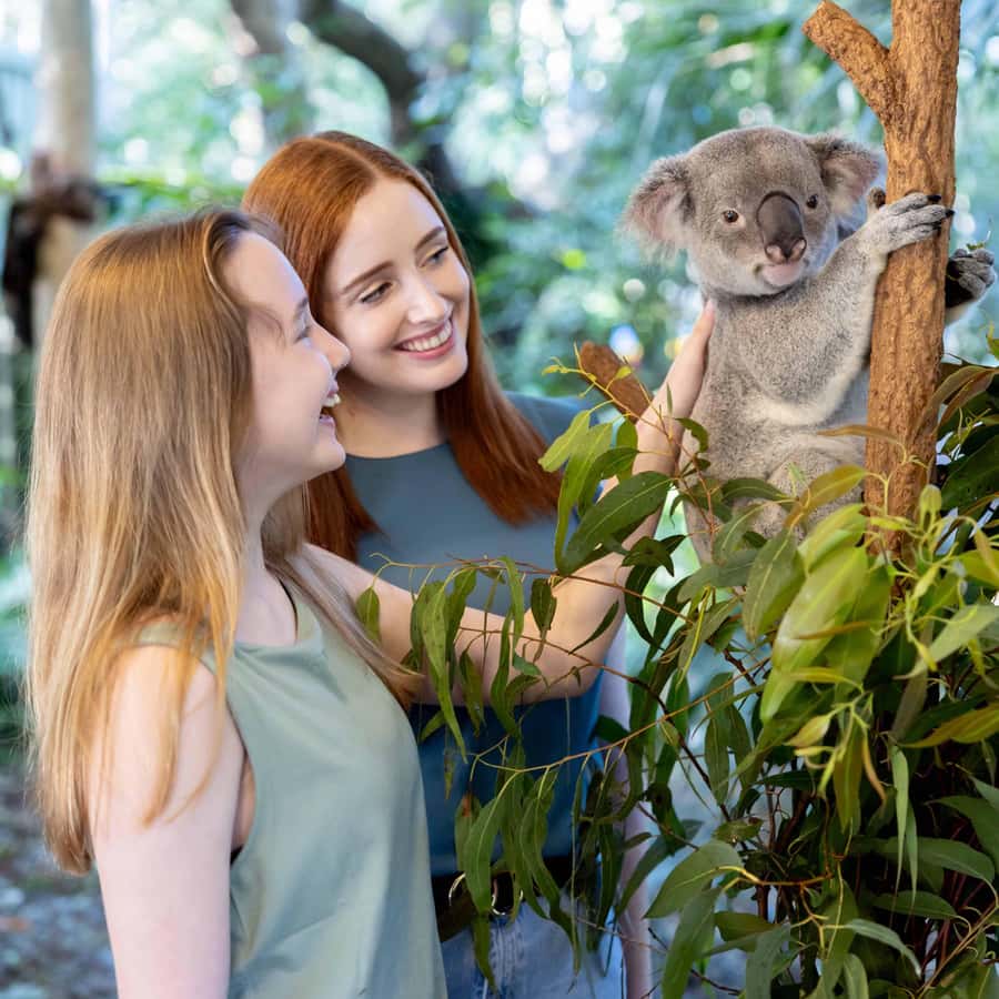 Brisbane River Cruise and Koala Sanctuary Visit - Who will enjoy this Brisbane day trip