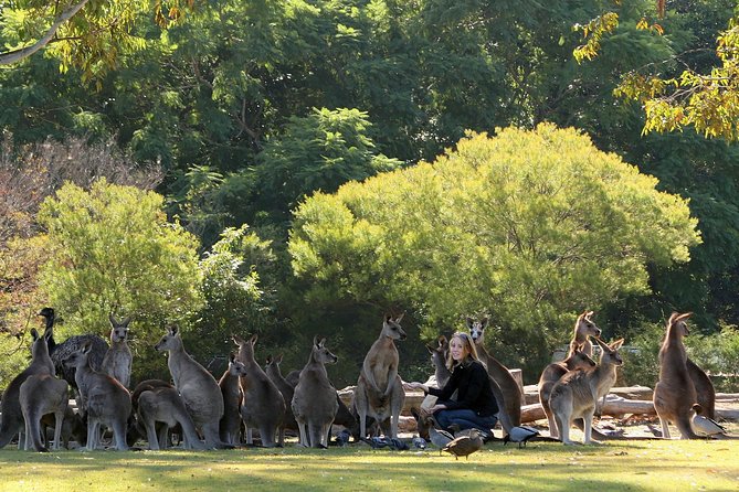 Brisbane River Cruise with entry to Lone Pine Koala Sanctuary - Why the Brisbane River route makes sense