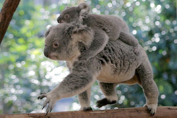 Brisbane River Cruise with entry to Lone Pine Koala Sanctuary - Who should book this outing?