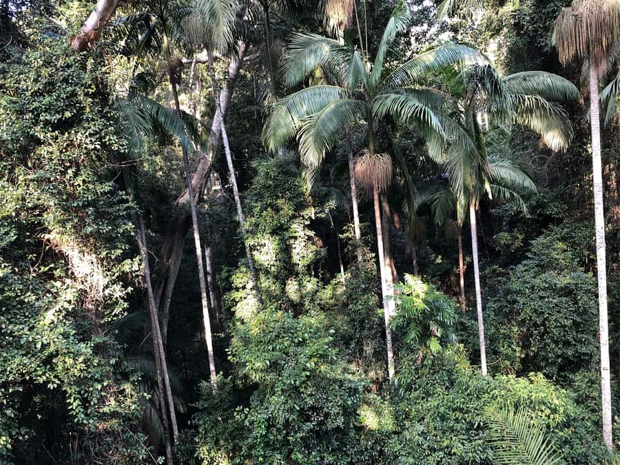 Brisbane: Springbrook and Mt Tamborine Glow Worm and Skywalk - Why this Brisbane day trip works