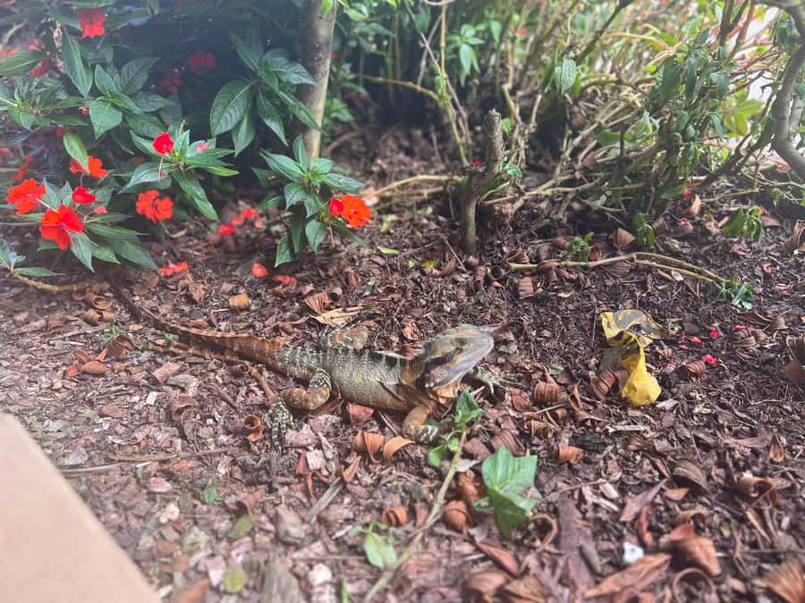 Brisbane: Springbrook and Mt Tamborine Glow Worm and Skywalk - Transport, group size, and the long ride home