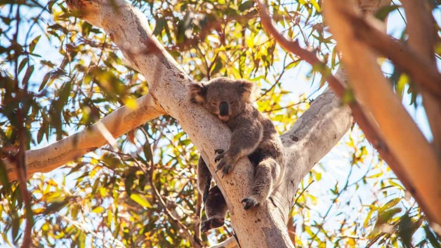 Brisbane to North Stradbroke Island Day: Wildlife & Beaches - Key points to know before booking