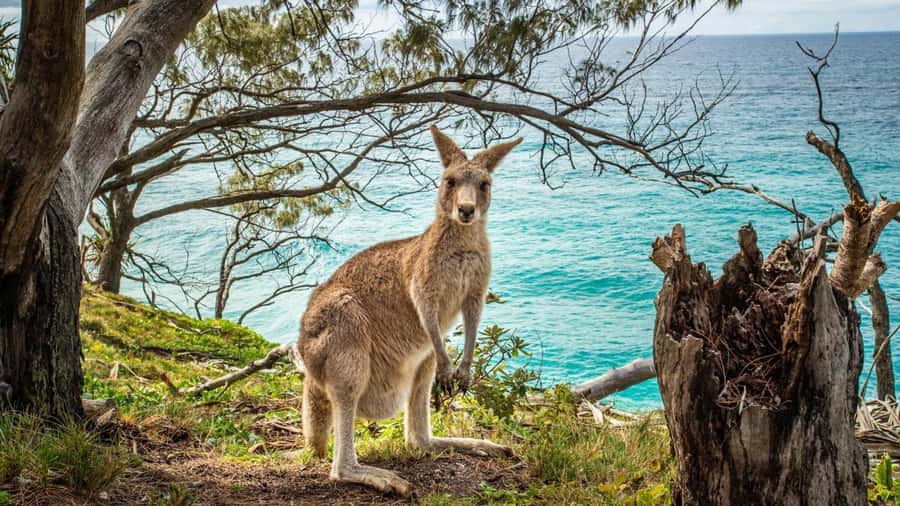 Brisbane to North Stradbroke Island Day: Wildlife & Beaches - Timing, price, and practical comfort