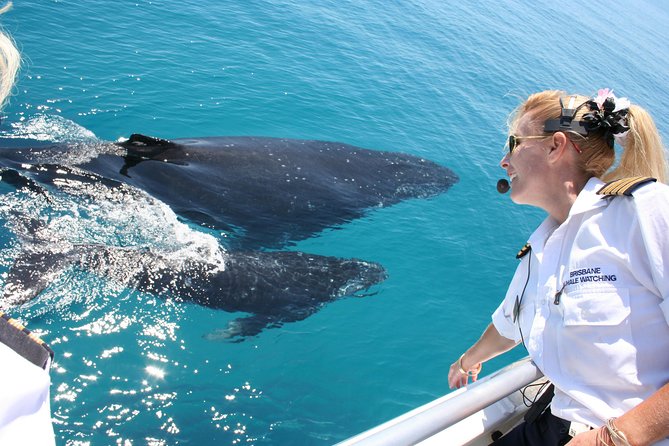 Brisbane Whale Watching Cruise from Redcliffe or Sunshine Coast - Key details to know before you book