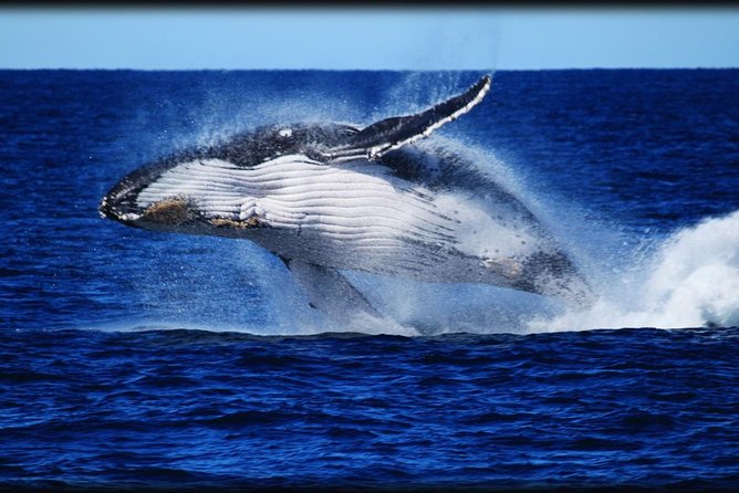 Brisbane Whale Watching Cruise from Redcliffe or Sunshine Coast - Why Moreton Bay is a strong whale-watching choice