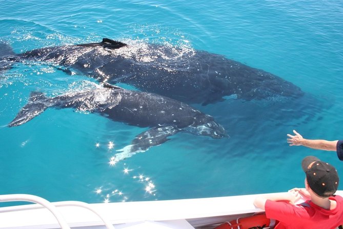 Brisbane Whale Watching Cruise from Redcliffe or Sunshine Coast - What whale sightings can really look like