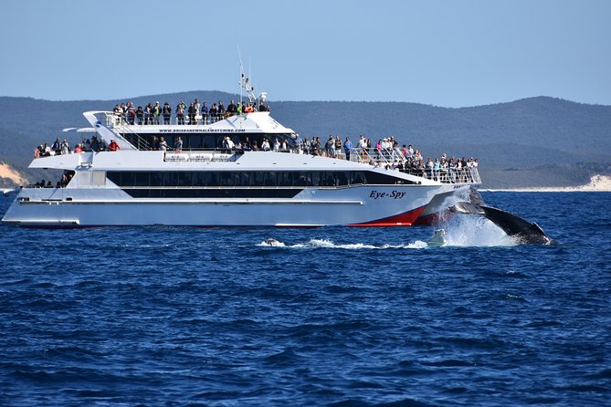 Brisbane Whale Watching Cruise from Redcliffe or Sunshine Coast - Lunch, drinks, and the onboard setup