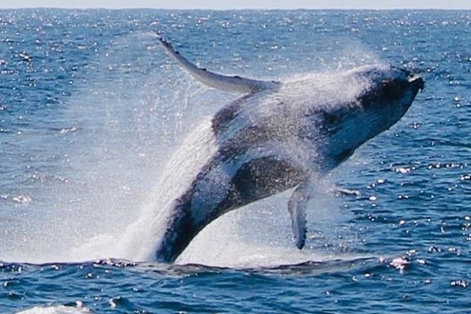Brisbane Whale Watching Cruise from Redcliffe or Sunshine Coast - Commentary from Captain Kerry and the crew