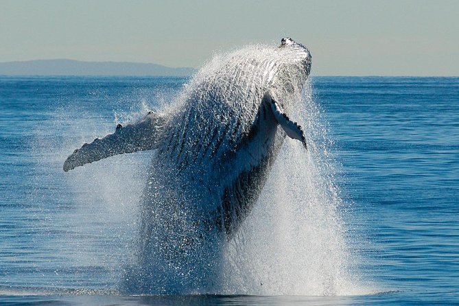 Brisbane Whale Watching Cruise from Redcliffe or Sunshine Coast - Hotel pickup from Brisbane or the Sunshine Coast
