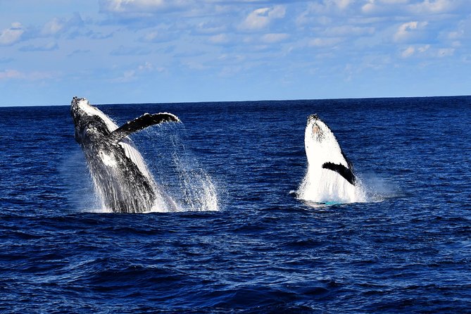 Brisbane Whale Watching Cruise from Redcliffe or Sunshine Coast - The ride across Moreton Bay