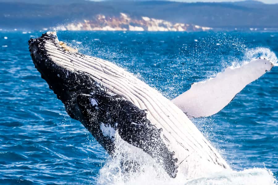 Brisbane: Whale Watching Cruise with Lunch - Meeting Humpbacks in Moreton Bay