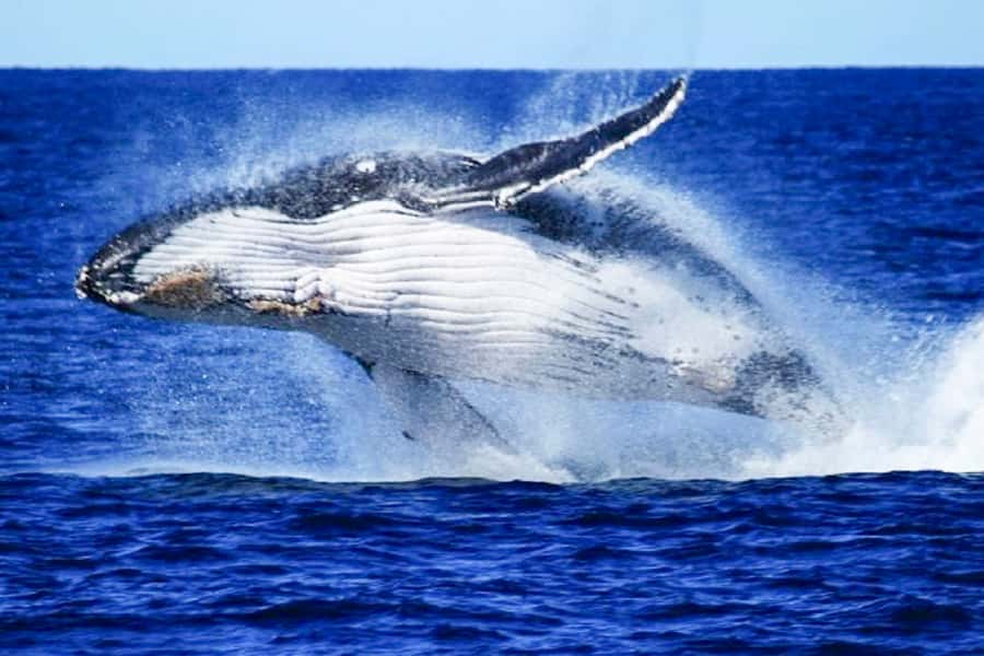 Brisbane: Whale Watching Cruise with Lunch - Whale Watching Comes Before Everything Else