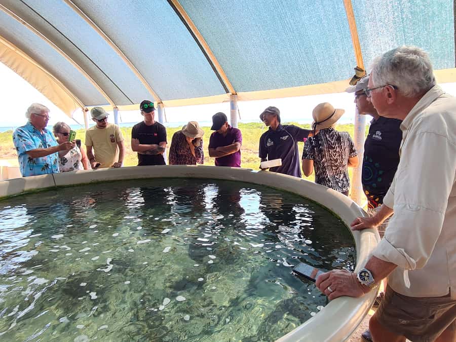 Broome: Dampier Peninsula Tour (Optional Scenic Flight) - Cygnet Bay Pearl Farm: lunch with a working industry
