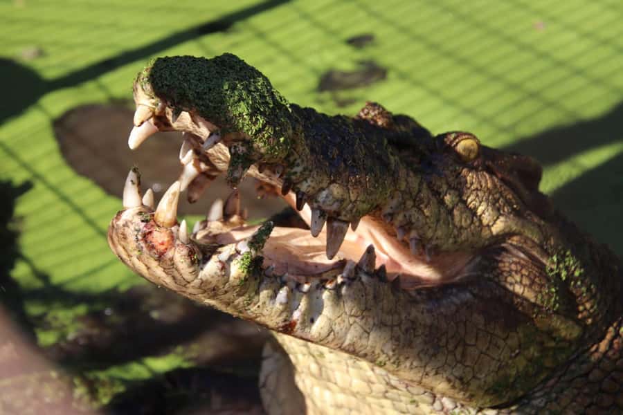 Broome: Malcolm Douglas Crocodile Park Tour with Transfers - The 20-minute ride from Broome