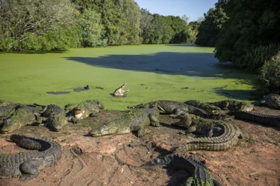 Broome: Malcolm Douglas Crocodile Park Tour with Transfers - Crocodile Alley and the biggest animals