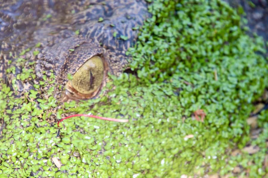 Broome: Malcolm Douglas Crocodile Park Tour with Transfers - Baby crocodiles and a family-friendly lesson