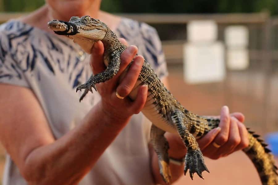 Broome: Malcolm Douglas Crocodile Park Tour with Transfers - Timing, access, and practical comfort