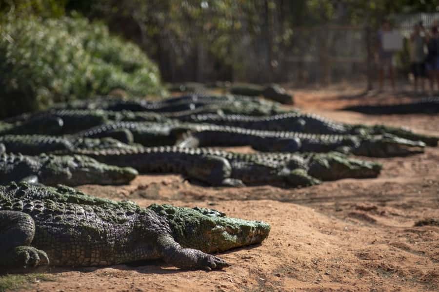 Broome: Matso's Brewery, Museum & Crocodile Park Combo Tour - Starting with Broome’s story at the museum