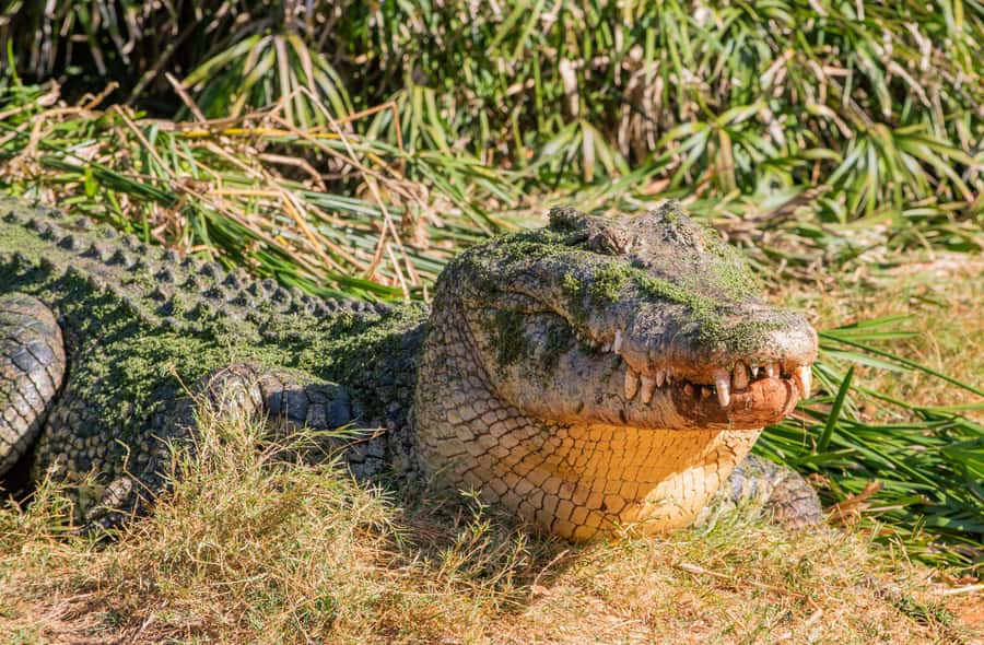 Broome: Matso's Brewery, Museum & Crocodile Park Combo Tour - Who should book this Broome tour?
