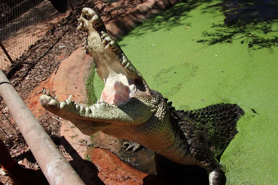 Broome: Matso's Brewery, Museum & Crocodile Park Combo Tour - Should you book the Broome Iconic Trio Tour?