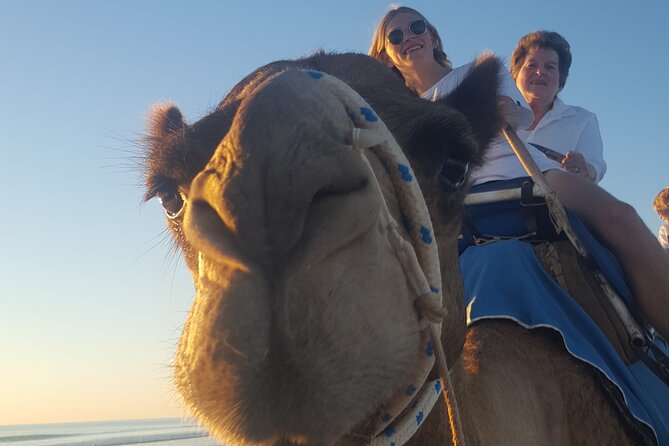 Broome Pre-sunset Camel Tour 30 minutes - What happens when you meet the camel train