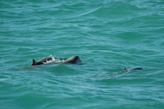 Broome's only Crabbing Adventure & Wildlife Cruise - Wildlife watching when the crab pots are quiet