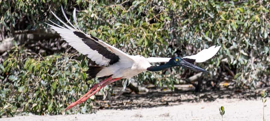 BROOME: SCENIC & PREHISTORIC CRUISE- Wine & Gourmet Platters - Key points to know before booking