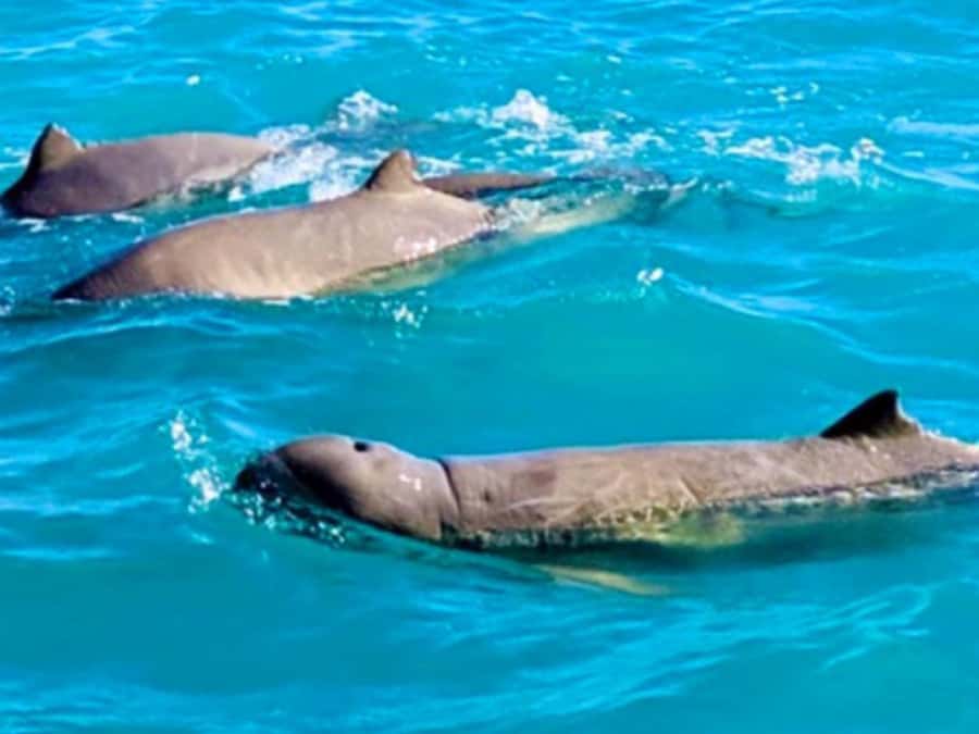 BROOME: SCENIC & PREHISTORIC CRUISE- Wine & Gourmet Platters - Starting at Simpson Beach with a Broome transfer