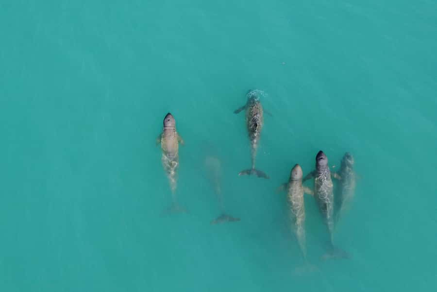Broome: Snubfin Dolphin Cruises - Why Roebuck Bay makes this cruise special