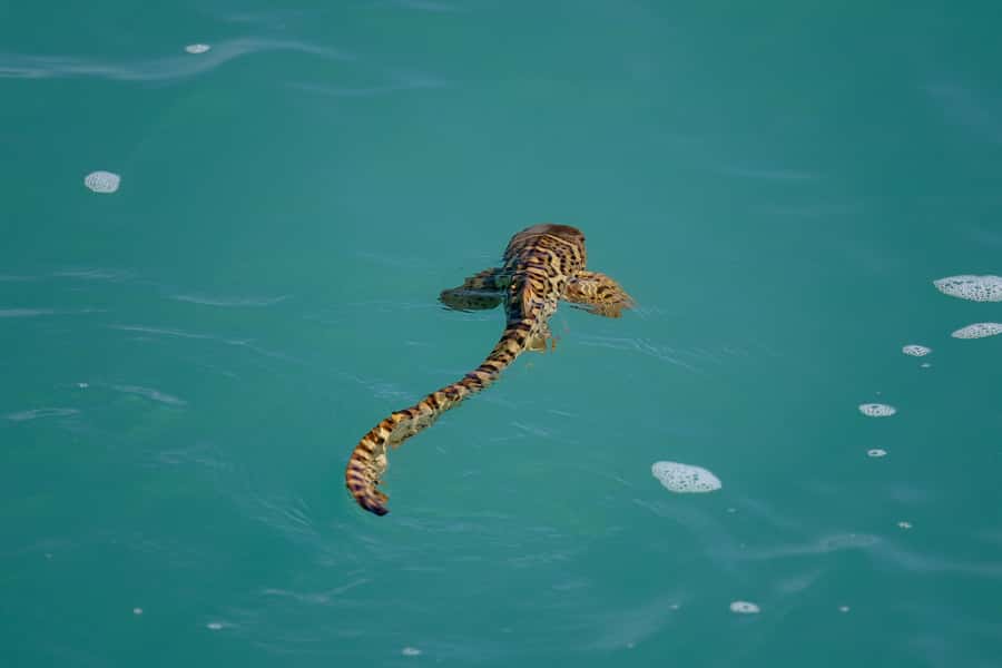 Broome: Snubfin Dolphin Cruises - The boom net swim, when the season allows