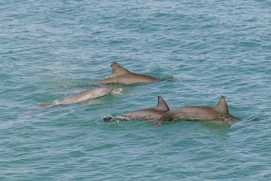 Broome: Snubfin Dolphin Cruises - How the crew shapes the experience