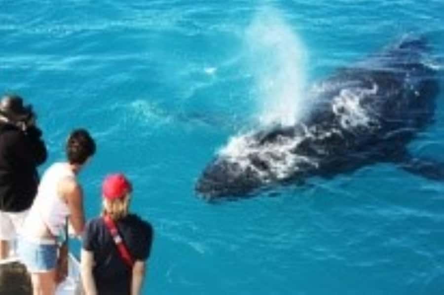 Broome: Whale Watching & Sunset Cruise - Key points to know before you book