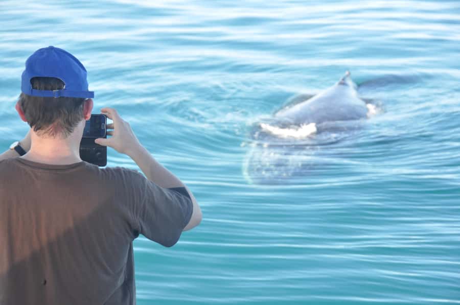 Broome: Whale Watching & Sunset Cruise - The boom-net swim after boarding