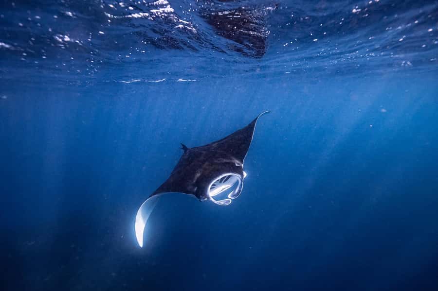 Brunswick Heads: Snorkelling in Byron Bay - Key points at a glance