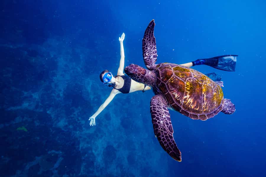 Brunswick Heads: Snorkelling in Byron Bay - Why Julian Rocks draws so much sea life